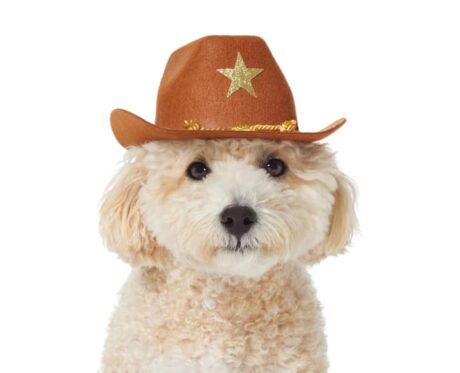 Frisco Cowboy Dog & Cat Costume Hat